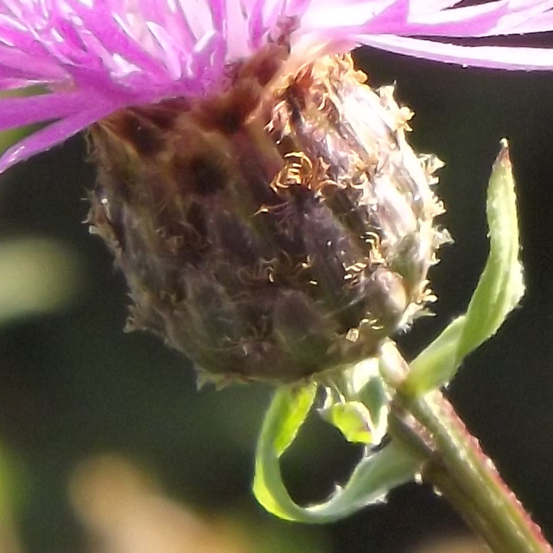 Che tipo di centaurea? - Centaurea nigrescens